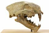 False Saber-Toothed Cat (Dinictis) Skull - South Dakota #356723-2